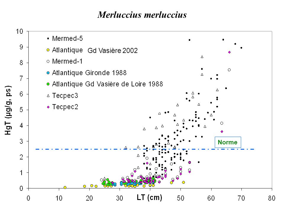 Merluccius merluccius Norme Gd Vasière 2002