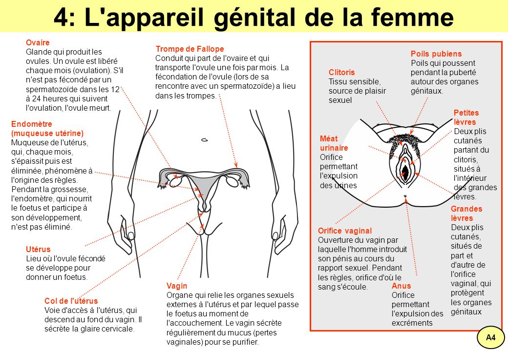 douleur ovaires ovulation