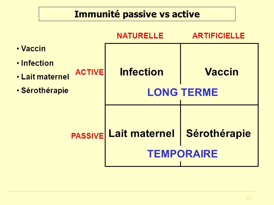 rencontre antigene lymphocyte b