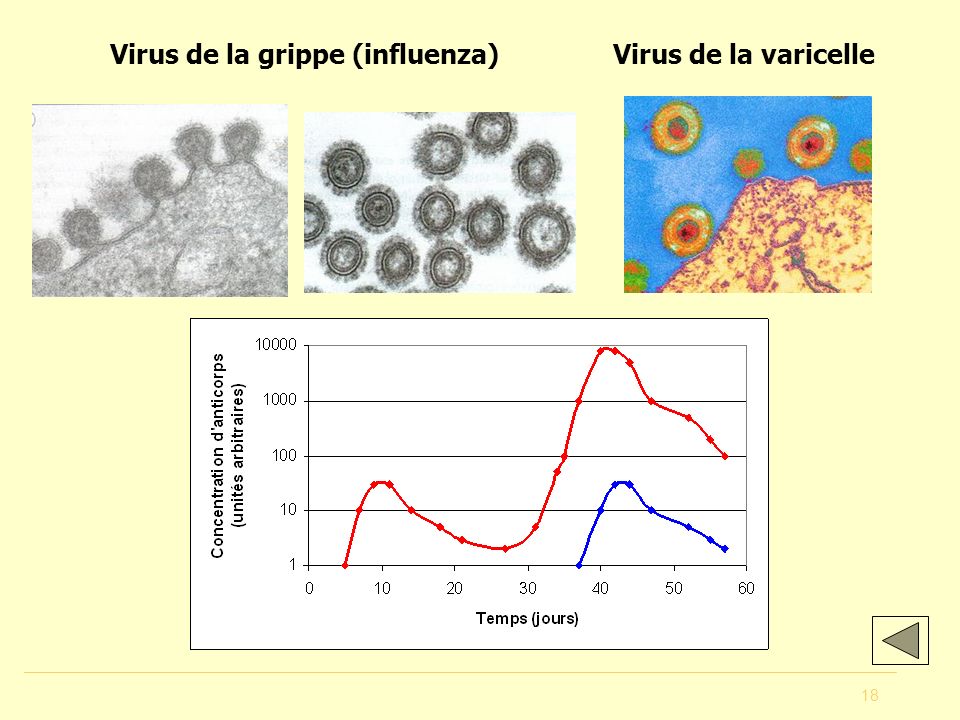 rencontre antigene lymphocyte b