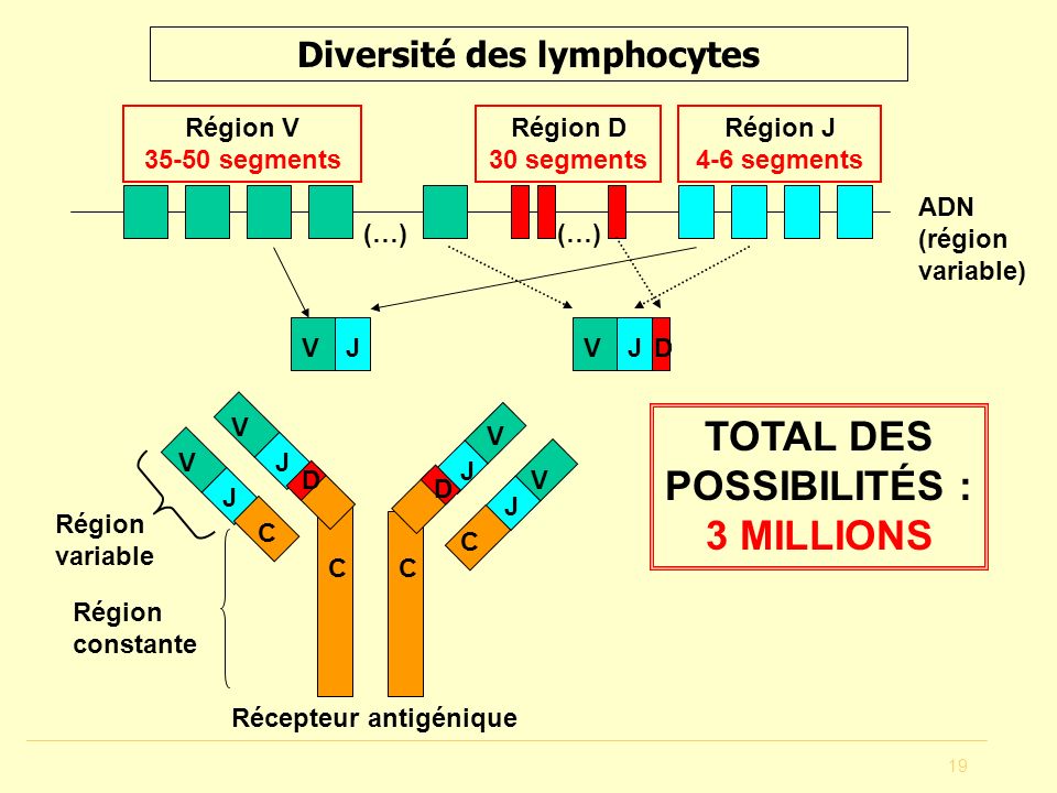 rencontre antigene lymphocyte b