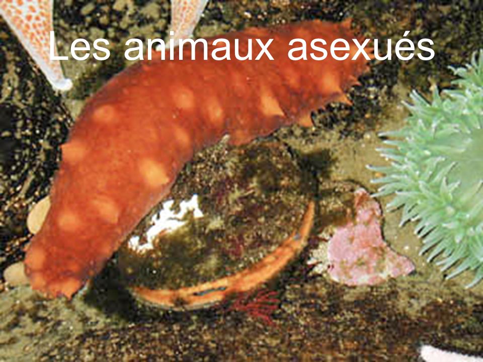 quels sont les animaux asexues