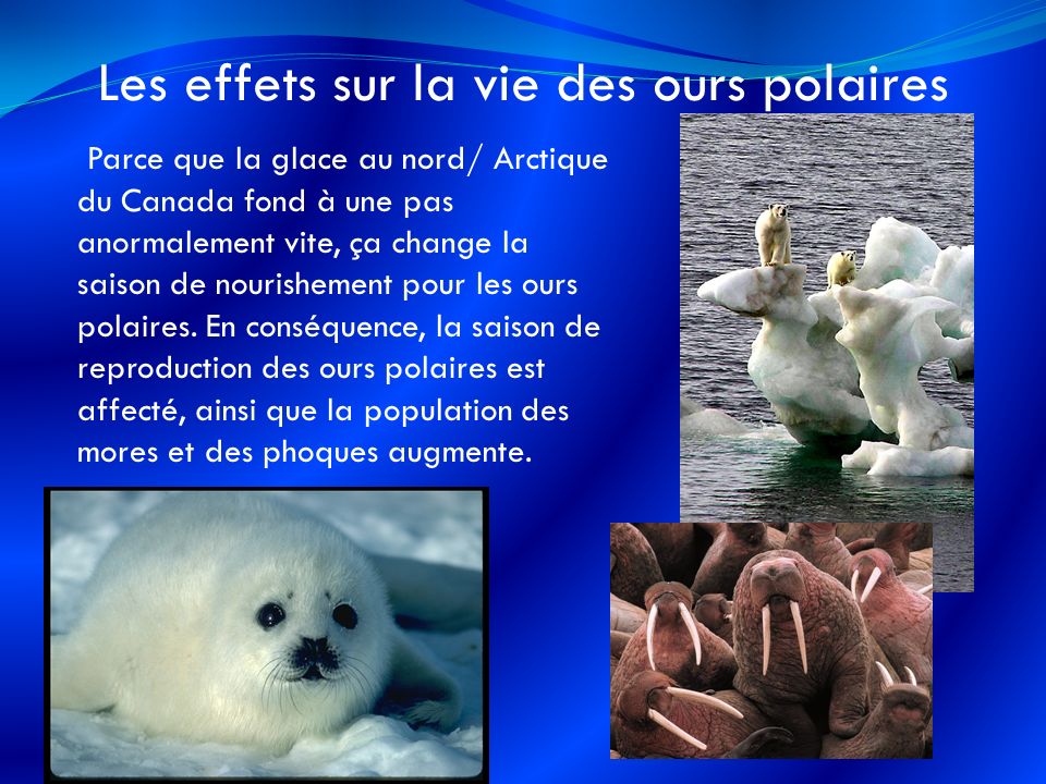 Les effets sur la vie des ours polaires Parce que la glace au nord/ Arctique du Canada fond à une pas anormalement vite, ça change la saison de nourishement pour les ours polaires.