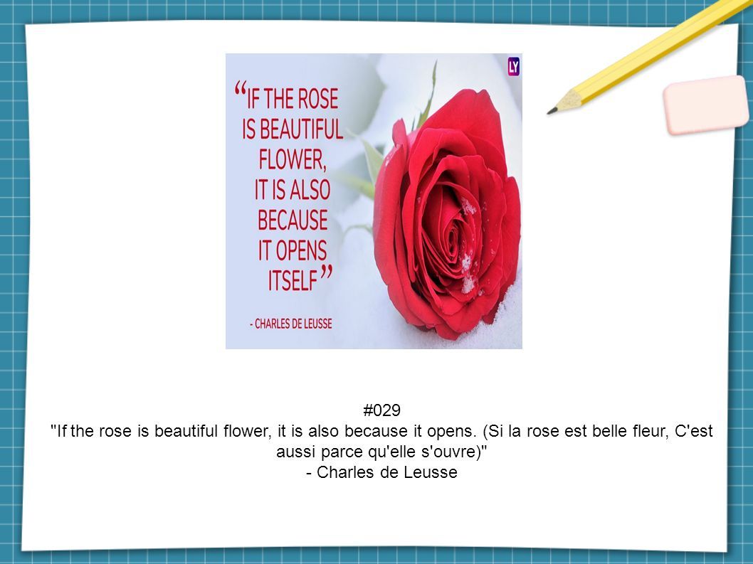 #029 If the rose is beautiful flower, it is also because it opens.