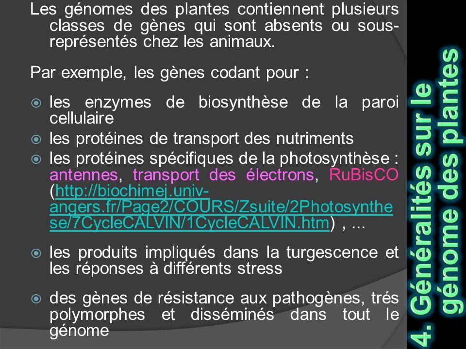 G Nomique Structurale Fonctionnelle Et Prot Omique A Chaabena Ppt