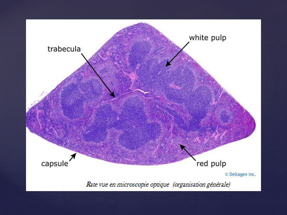 Le Ganglion Lymphatique Le Ganglion Lymphatique I Generalites Les