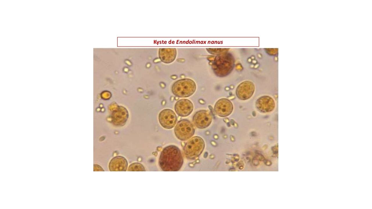 La Coprologie Parasitaire Ppt T L Charger