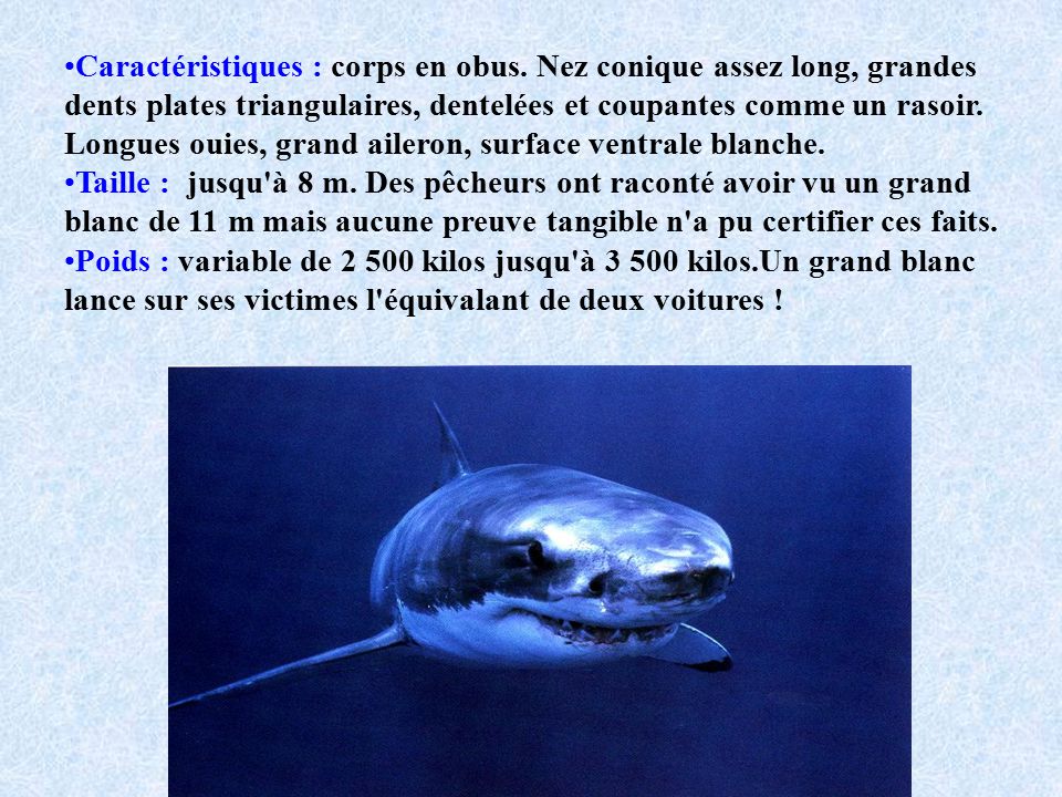 rencontre avec un grand requin blanc