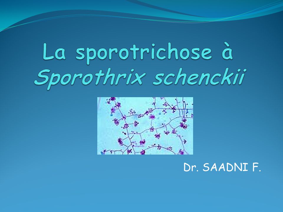 order sporanox canadian pharmacy order sporanox canadian pharmacy