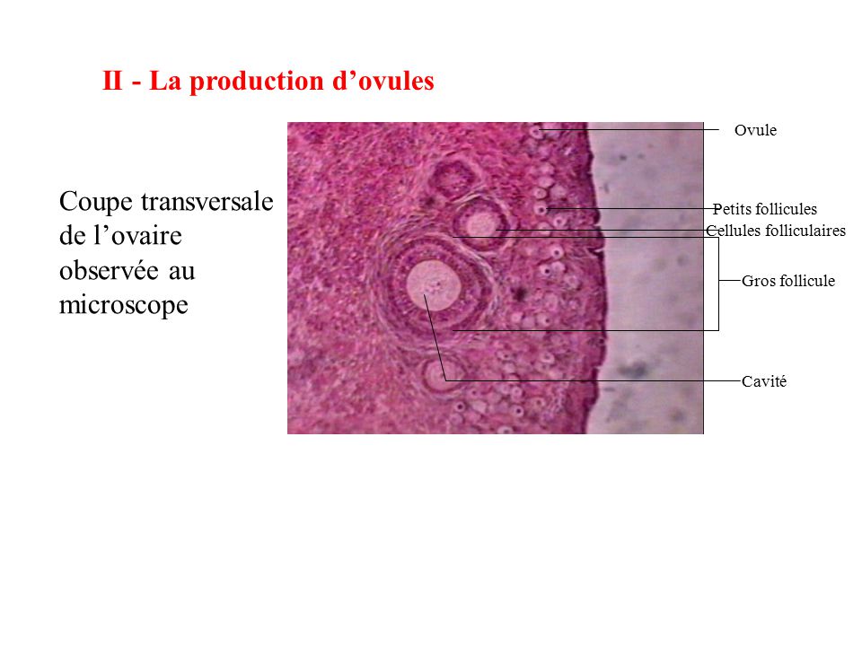 duree rencontre spermatozoide ovule