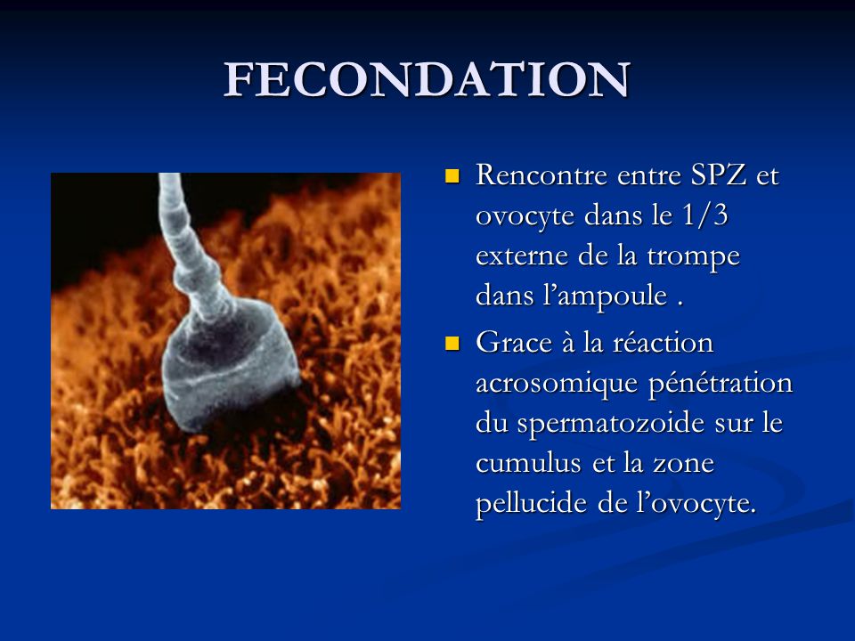 rencontre ovule spermato