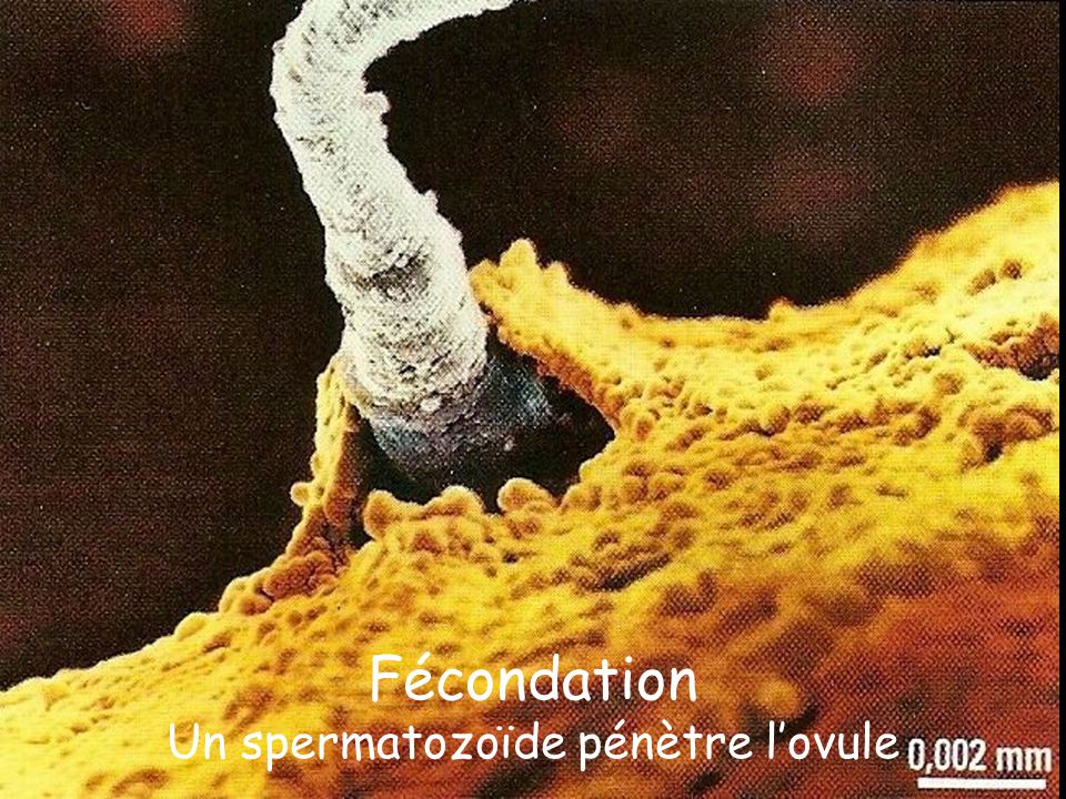 rencontre spermatozoide ovule video