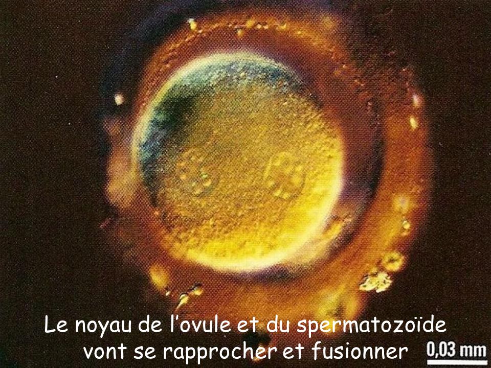 rencontre ovule spermatozoide