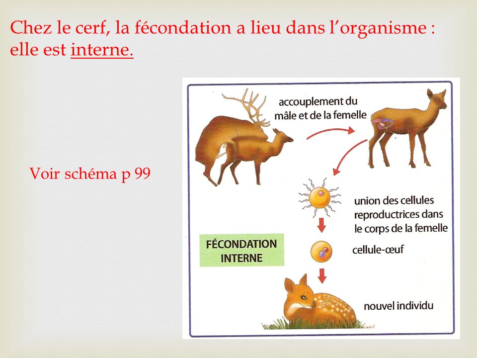 lieu de rencontre des cellules reproductrices du cerf