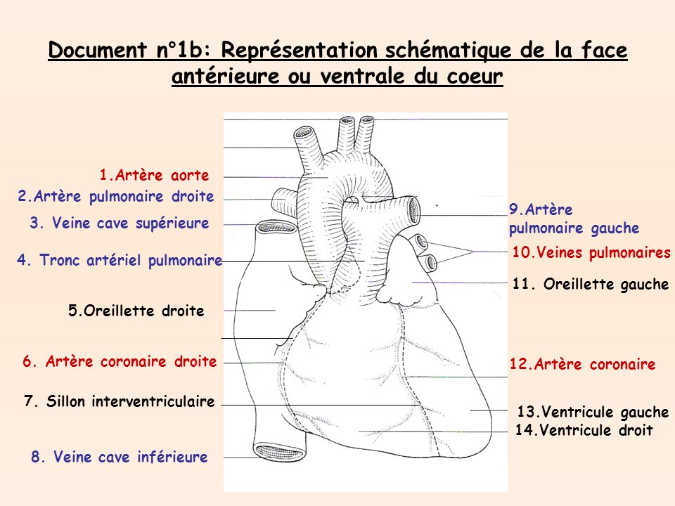 Document n°1b: Représentation schématique de la face antérieure ou ventrale du coeur 1.Artère aorte 2.Artère pulmonaire droite 3.