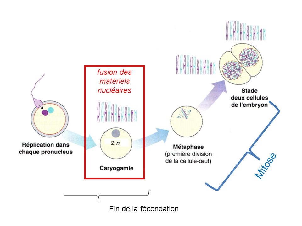 video rencontre ovule spermatozoide