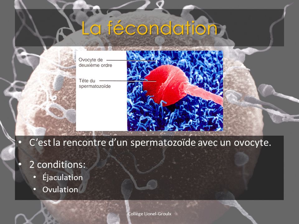 rencontre ovocyte spermatozoide