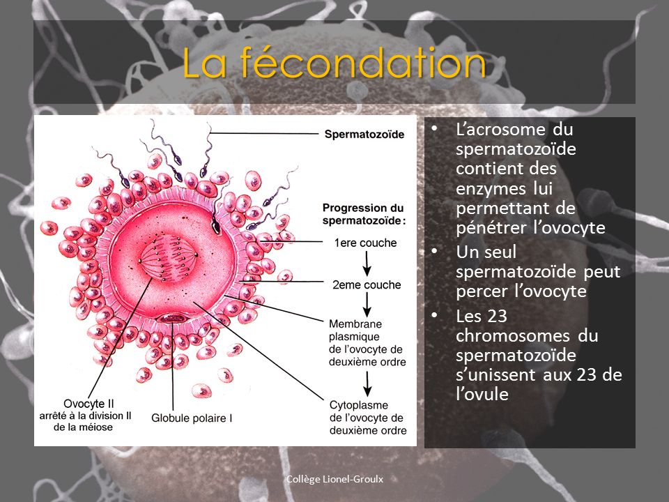 temps rencontre ovule spermatozoide