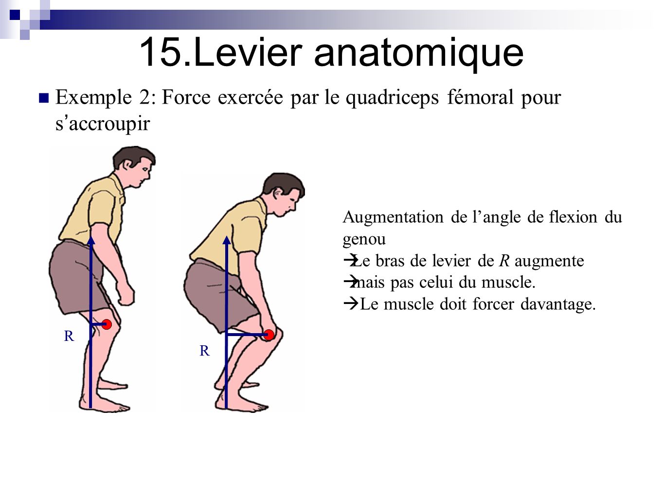 Bras de levier anatomie