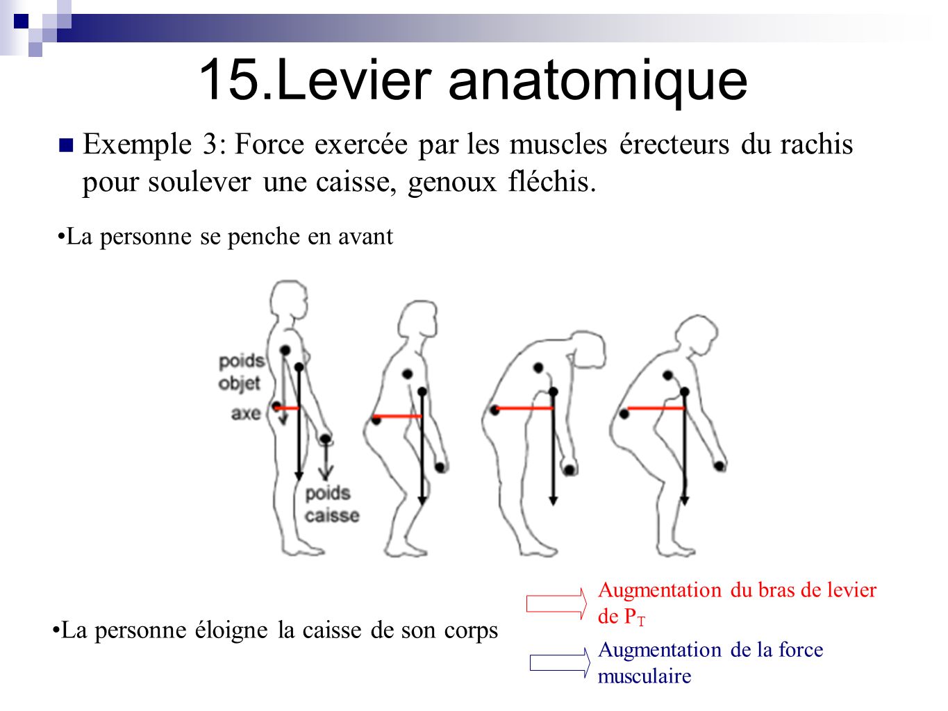 Bras de levier anatomie