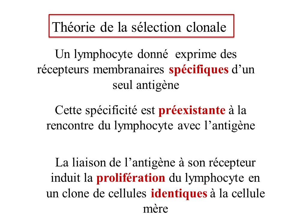 la rencontre entre les lymphocytes et les bactéries