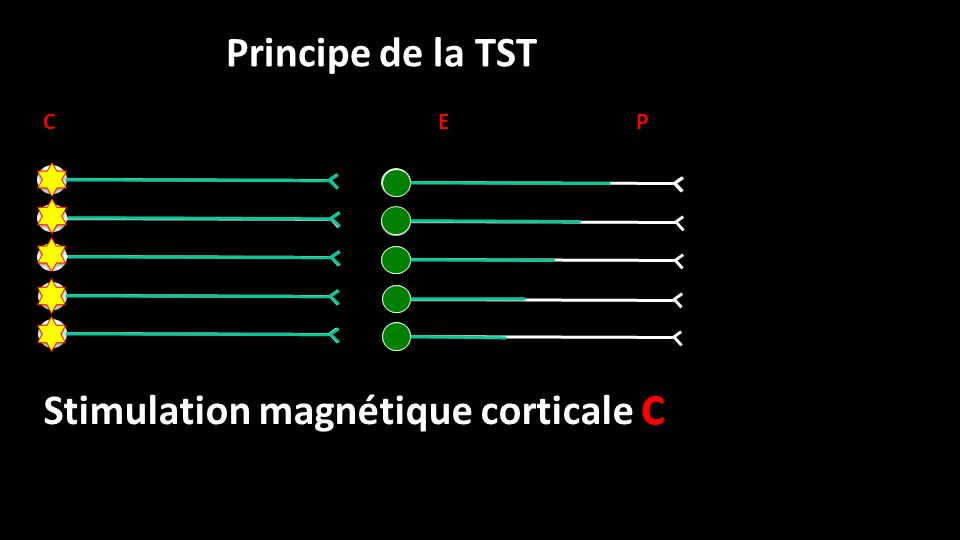 P E C Principe de la TST