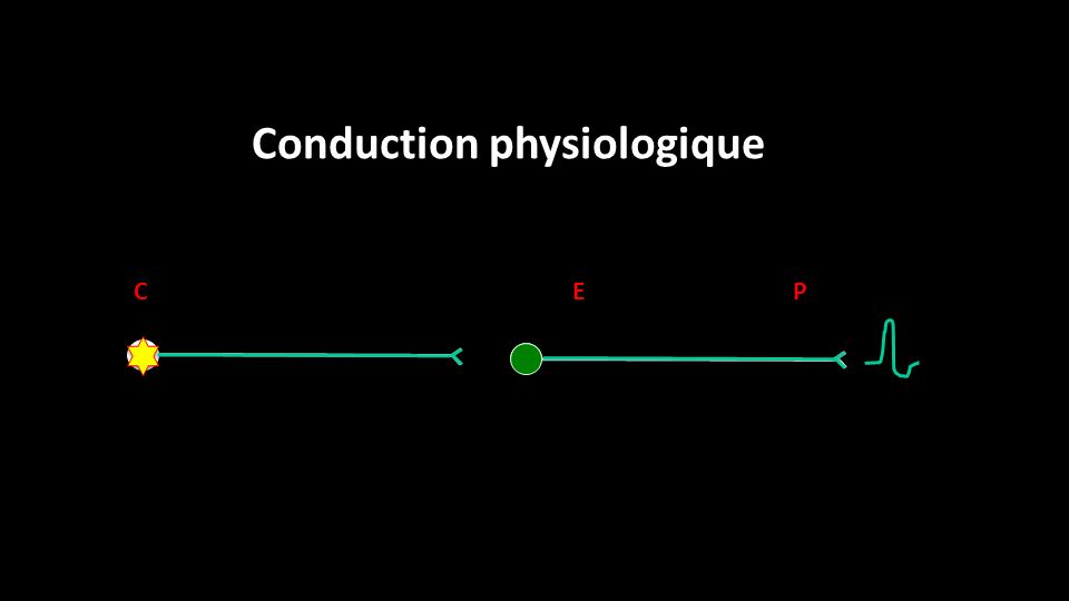P E C Conduction physiologique
