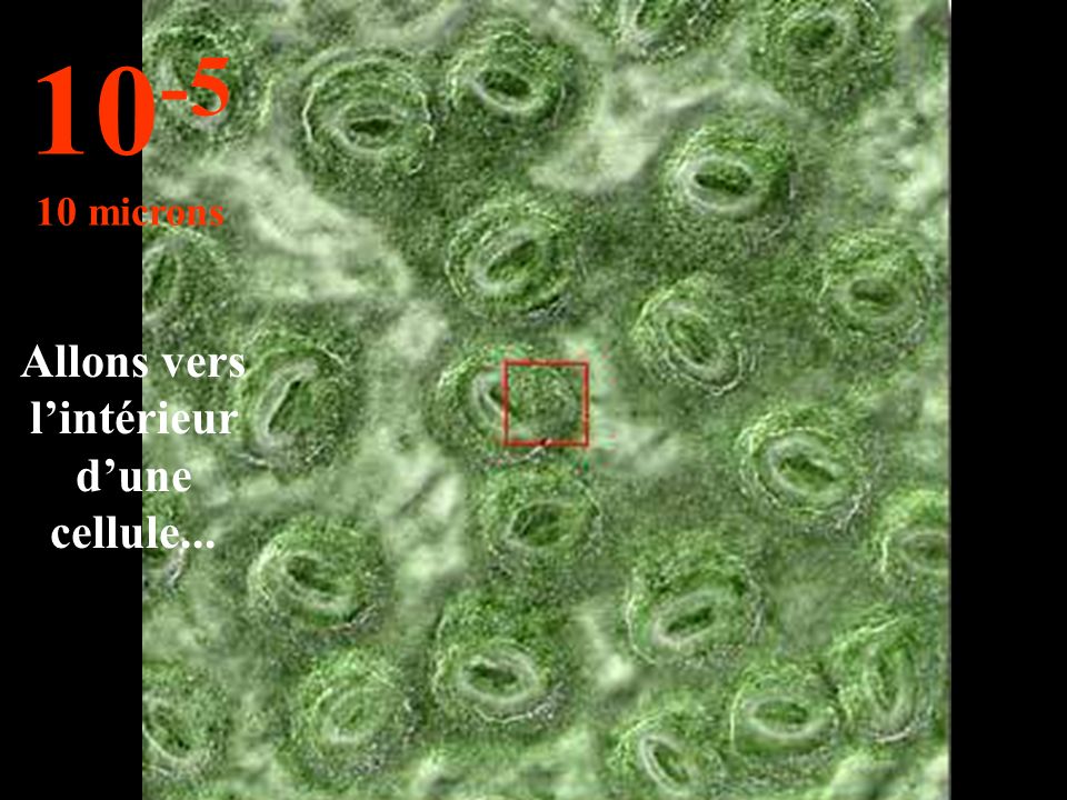 Les cellules sont visibles microns