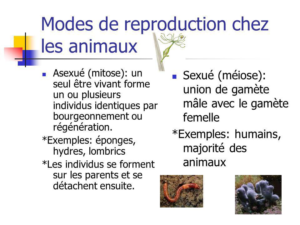 quels animaux ont une reproduction asexuee