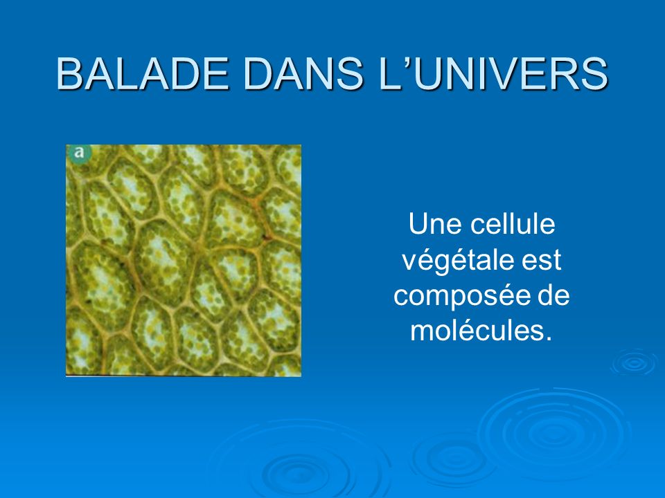 BALADE DANS LUNIVERS Une cellule végétale est composée de molécules.