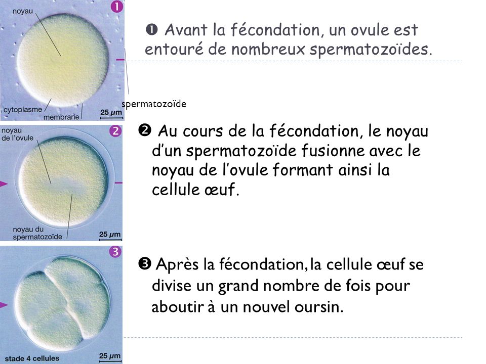 la rencontre des cellules reproductrices