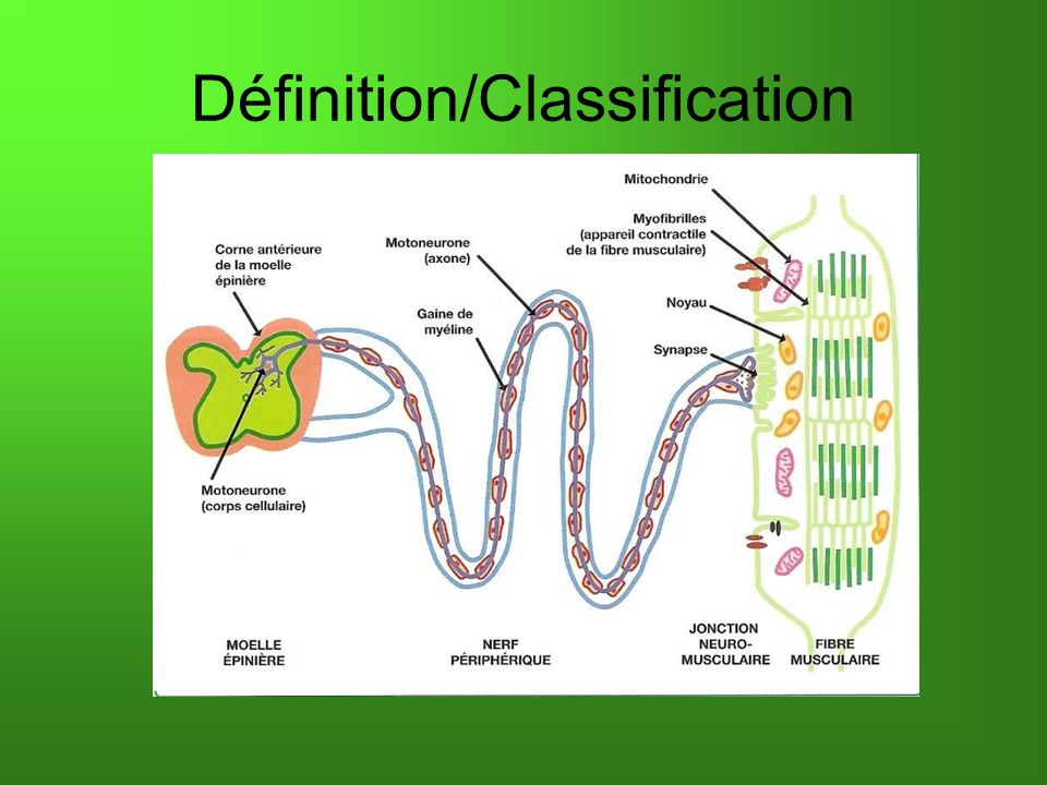 Définition/Classification