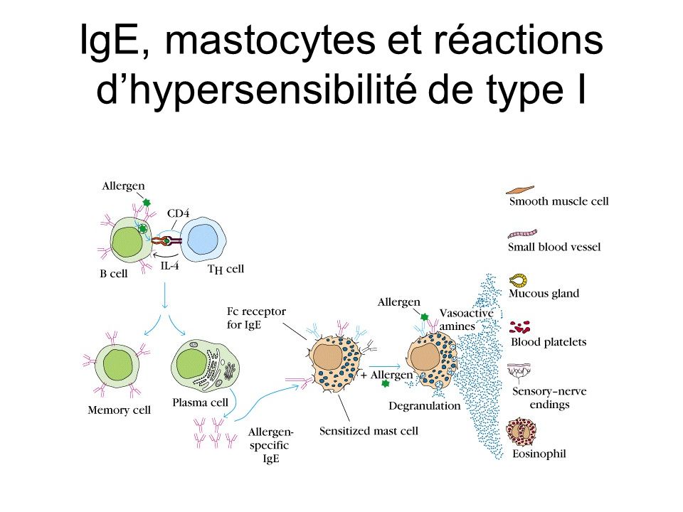 rencontre antigene lymphocyte b