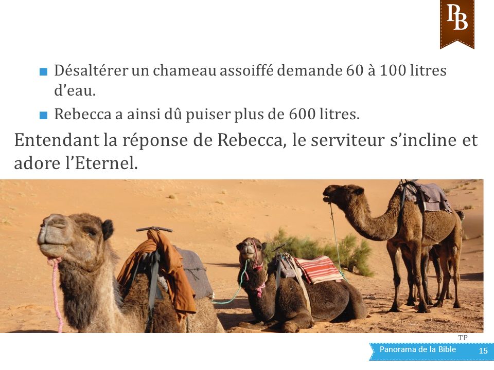 Panorama de la Bible 15 ■ Désaltérer un chameau assoiffé demande 60 à 100 litres d’eau.