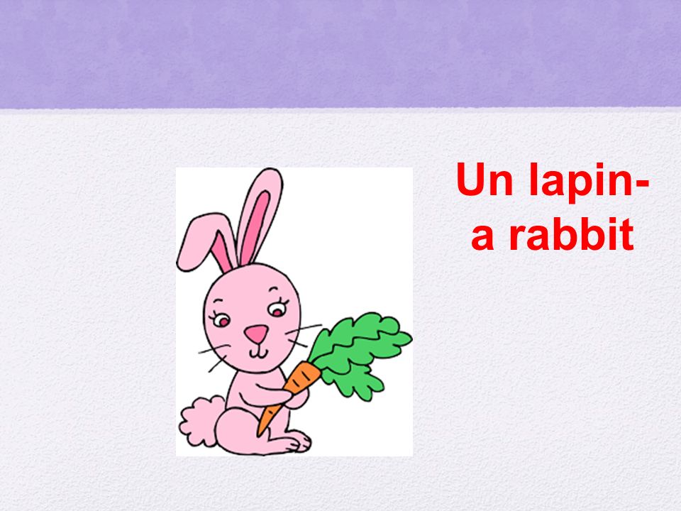 Un lapin- a rabbit