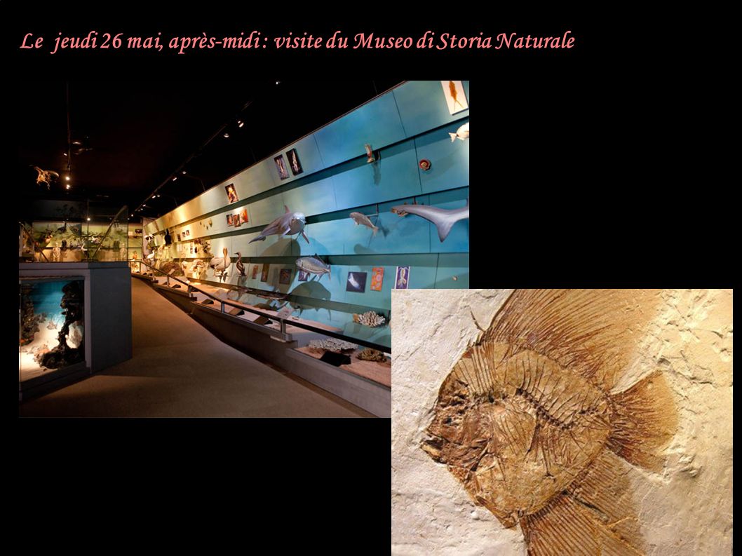Le jeudi 26 mai, après-midi : visite du Museo di Storia Naturale