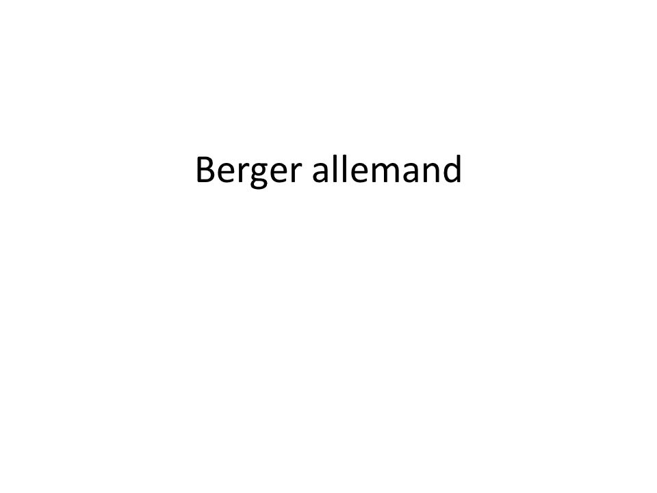 Berger allemand