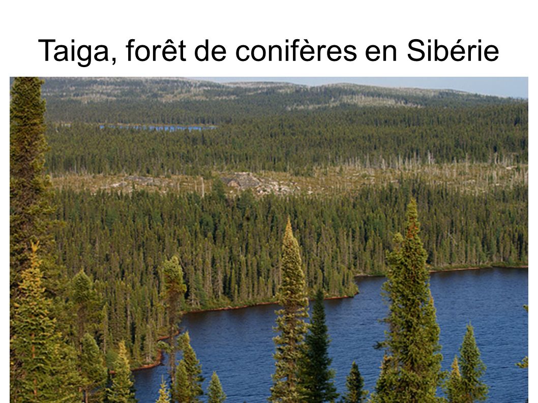 Taiga, forêt de conifères en Sibérie