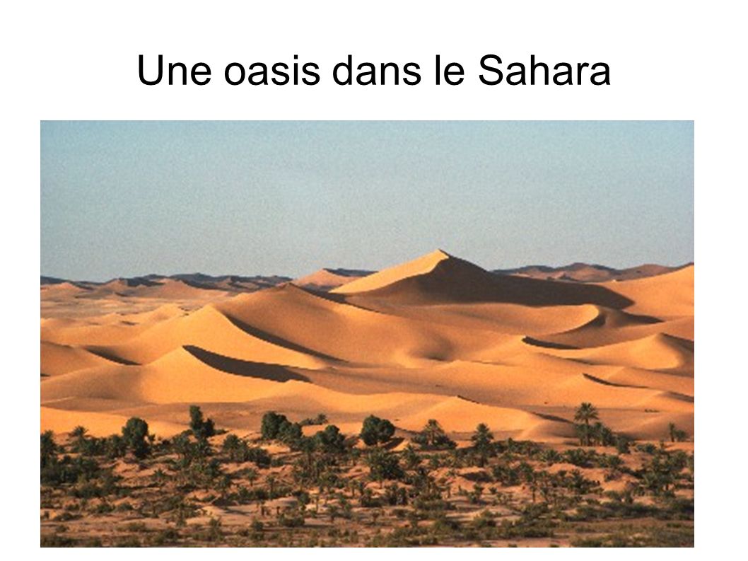 Une oasis dans le Sahara