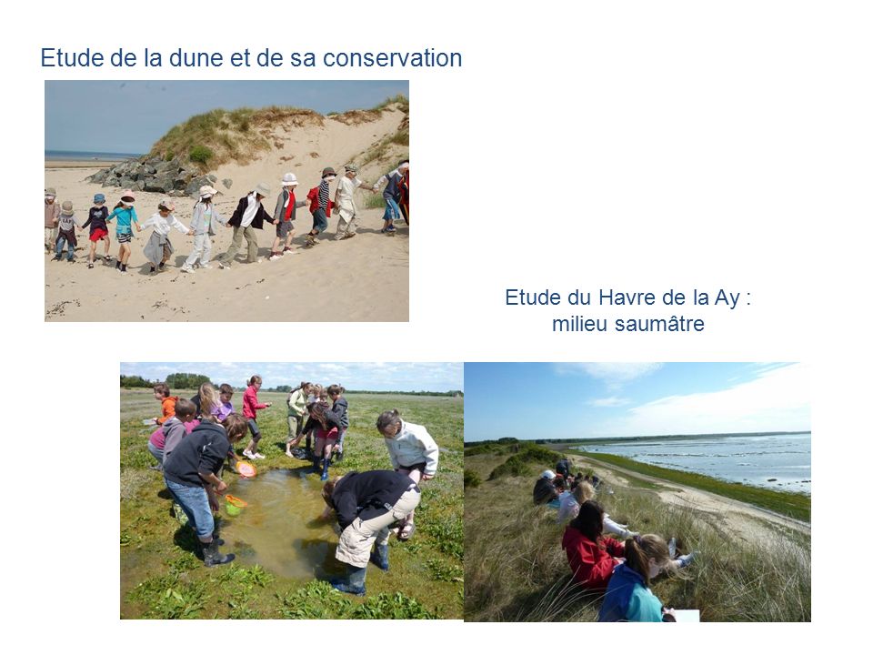 Etude de la dune et de sa conservation Etude du Havre de la Ay : milieu saumâtre