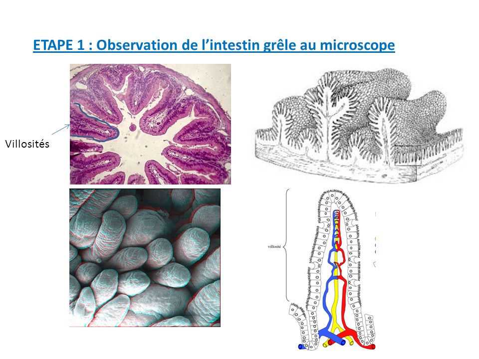 ETAPE 1 : Observation de l’intestin grêle au microscope Villosités