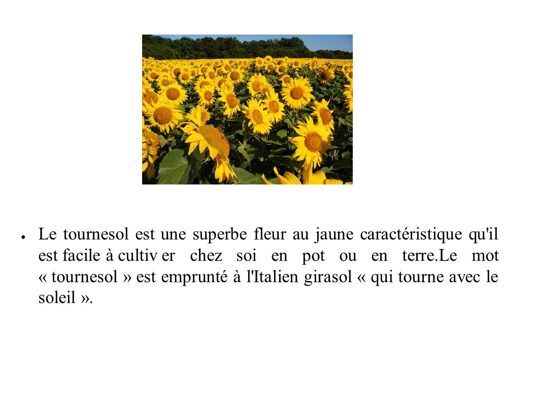 ● Le tournesol est une superbe fleur au jaune caractéristique qu il est facile à cultiver chez soi en pot ou en terre.Le mot « tournesol » est emprunté à l Italien girasol « qui tourne avec le soleil ».