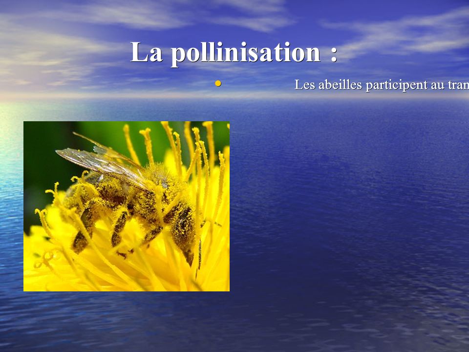 La pollinisation : Les abeilles participent au transport du pollen des fleurs.