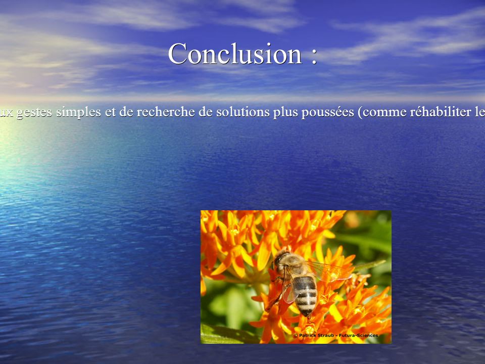 Conclusion : Les pesticides sont la principale cause de la disparition des abeilles.