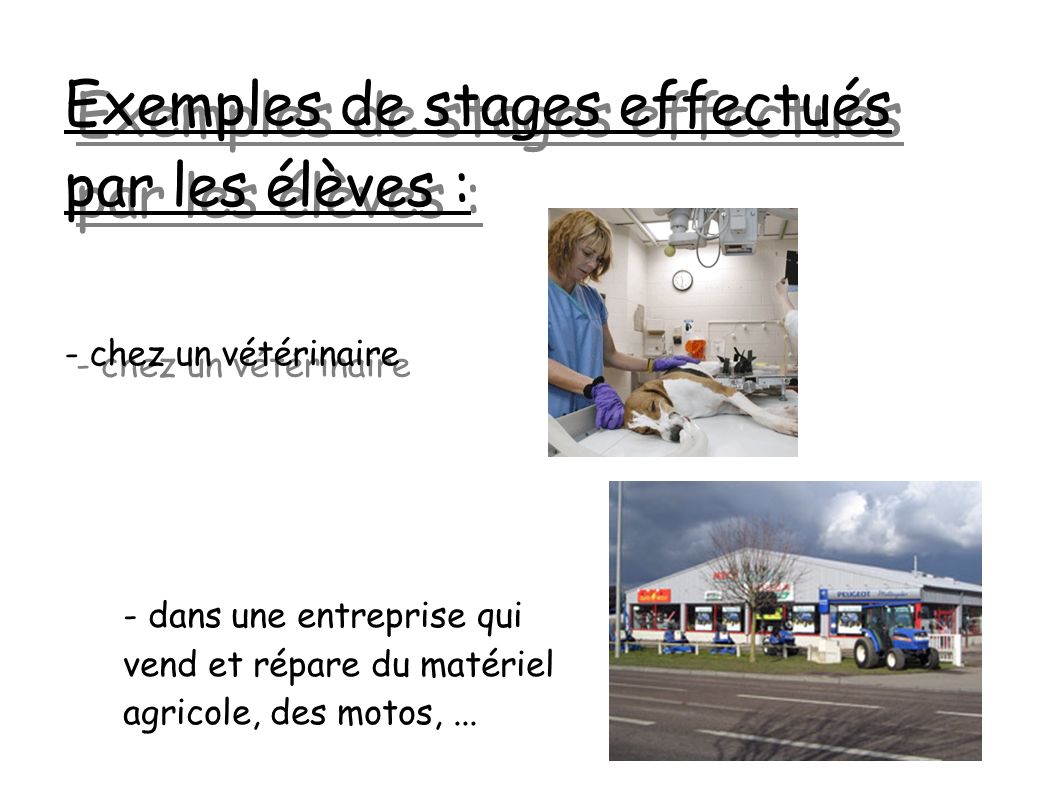Exemples de stages effectués par les élèves : - chez un vétérinaire - dans une entreprise qui vend et répare du matériel agricole, des motos,...