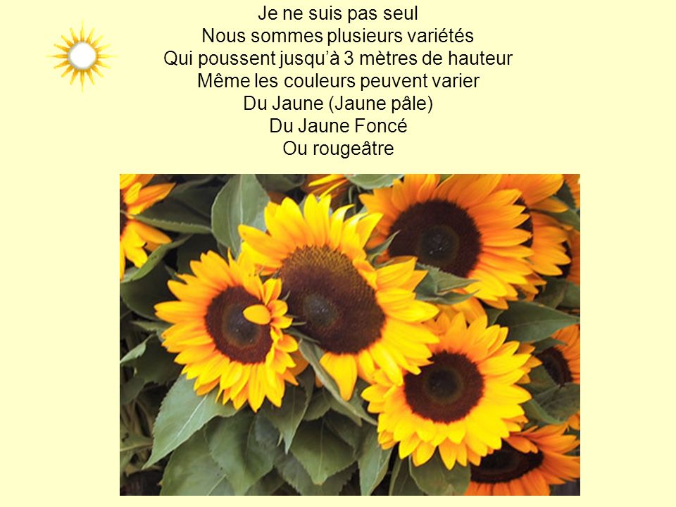 … Moi, le Tournesol … De mon vrai nom : Helianthus annuus « Fleur du soleil »