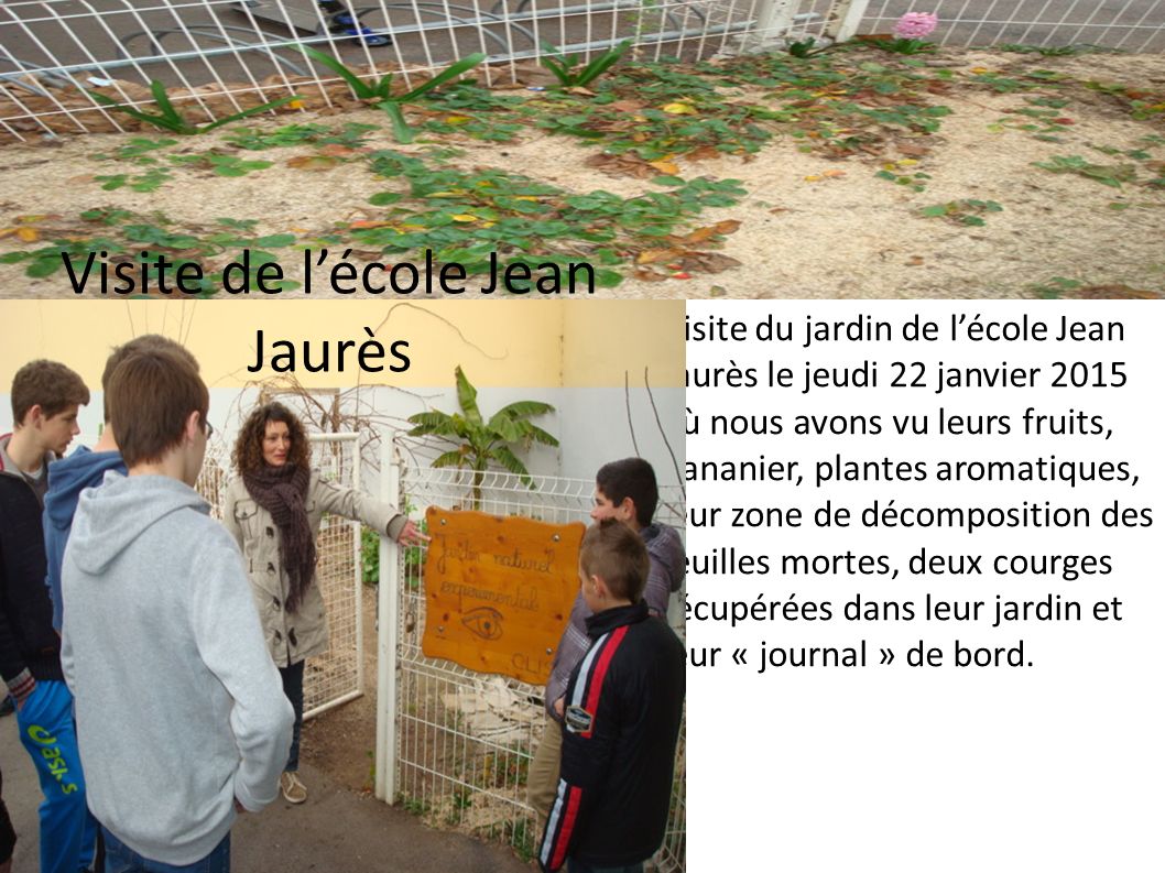 Visite du jardin de l’école Jean Jaurès le jeudi 22 janvier 2015 où nous avons vu leurs fruits, bananier, plantes aromatiques, leur zone de décomposition des feuilles mortes, deux courges récupérées dans leur jardin et leur « journal » de bord.