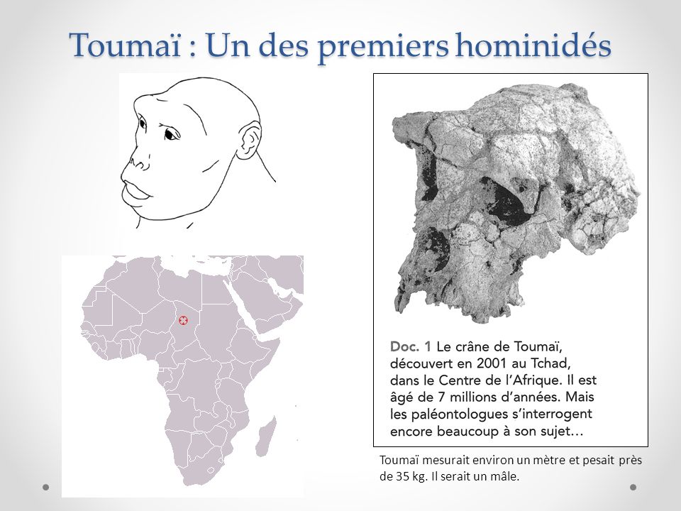 Toumaï : Un des premiers hominidés Toumaï mesurait environ un mètre et pesait près de 35 kg.