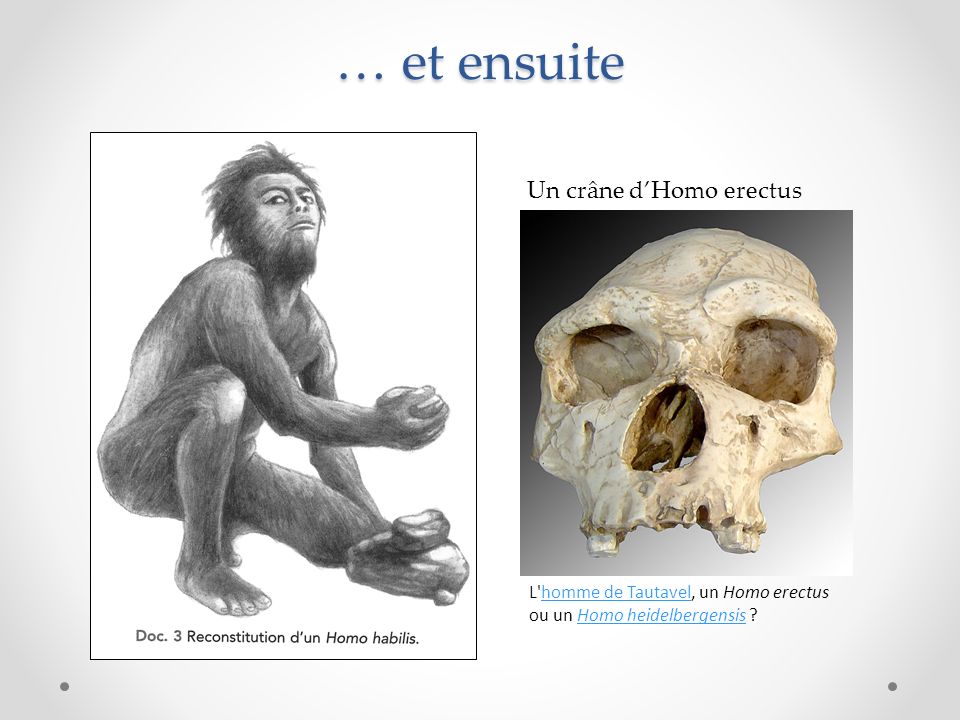 … et ensuite L homme de Tautavel, un Homo erectus ou un Homo heidelbergensis homme de TautavelHomo heidelbergensis Un crâne d’Homo erectus