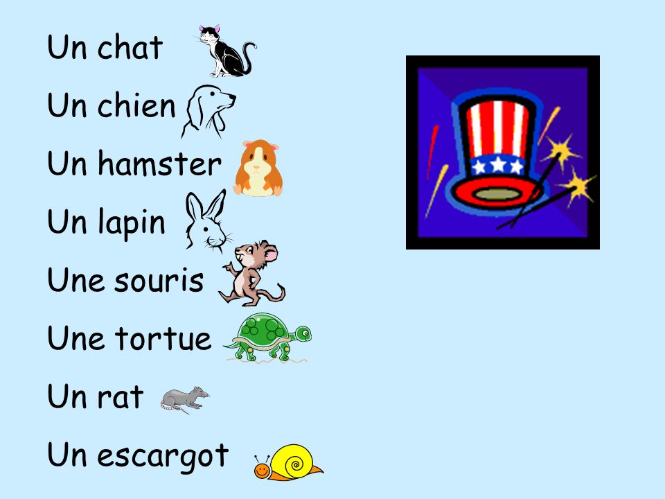 Un chat Un chien Un hamster Un lapin Une souris Une tortue Un rat Un escargot